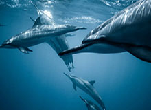 风起云涌的线上体验：解码开云体育官网的魅力